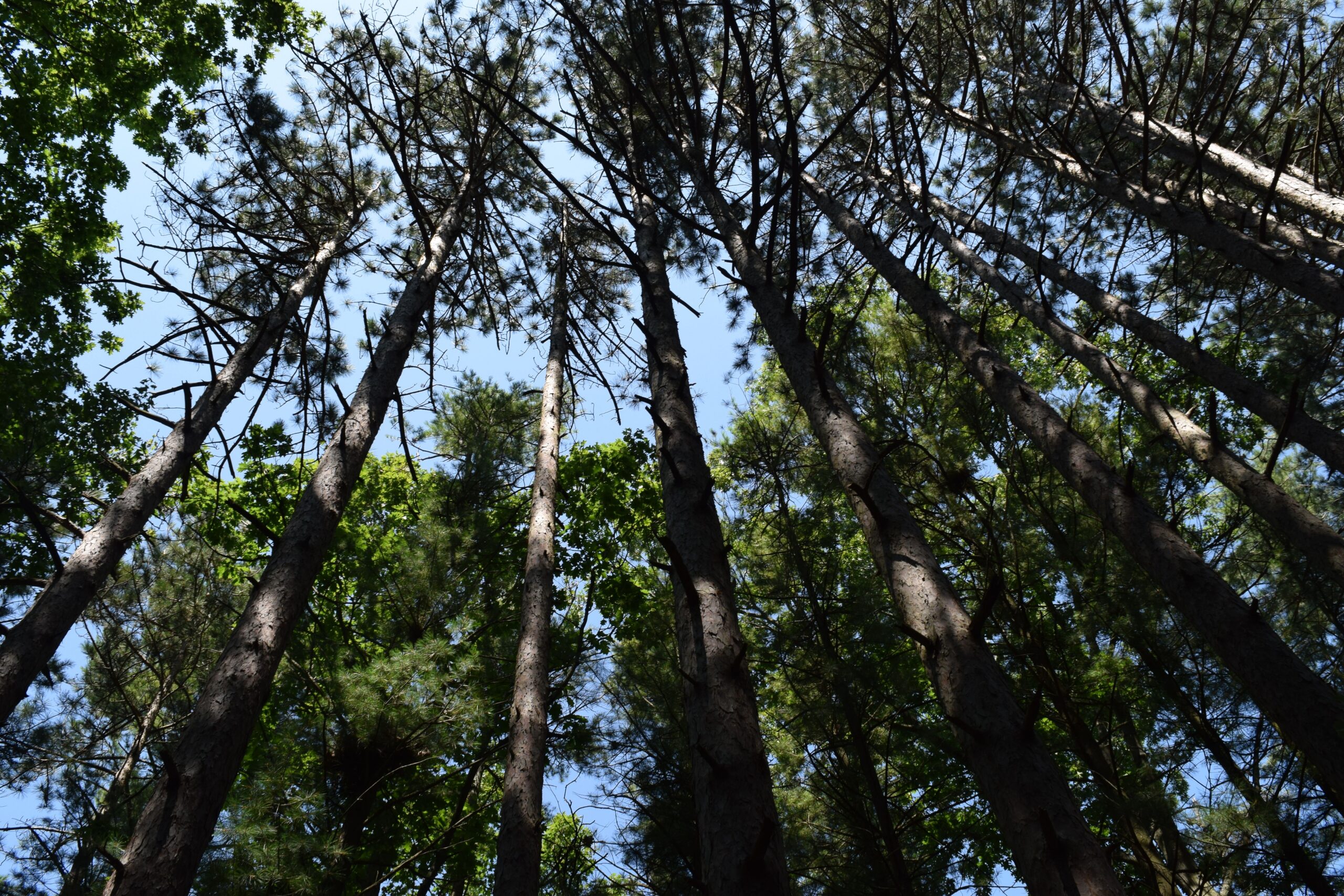Studio Journal – Capturing the Feeling of the North Woods